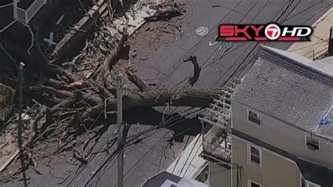 Massive tree falls onto street in Dorchester